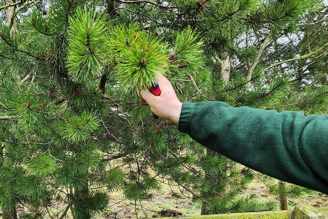 Adult Foraging Walk & Bushcraft Cookery Course for Beginners - BallyBurren in Northern Ireland: a foraging course that feels practical