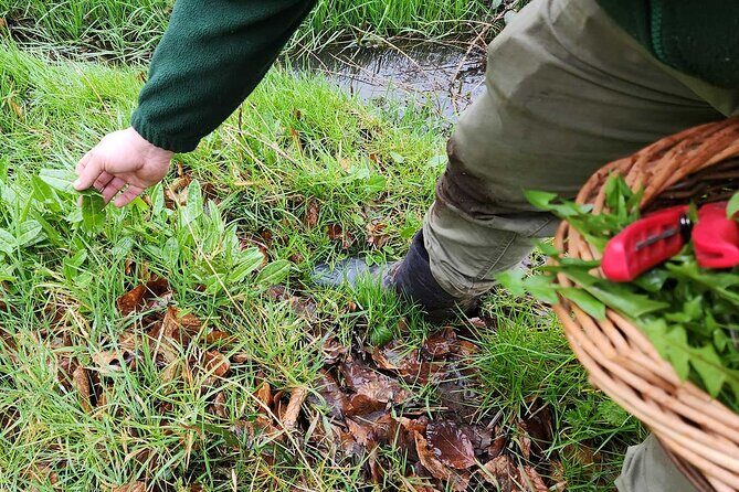 Adult Foraging Walk & Bushcraft Cookery Course for Beginners - Tasting out of season produce: learning the bigger wild-food picture