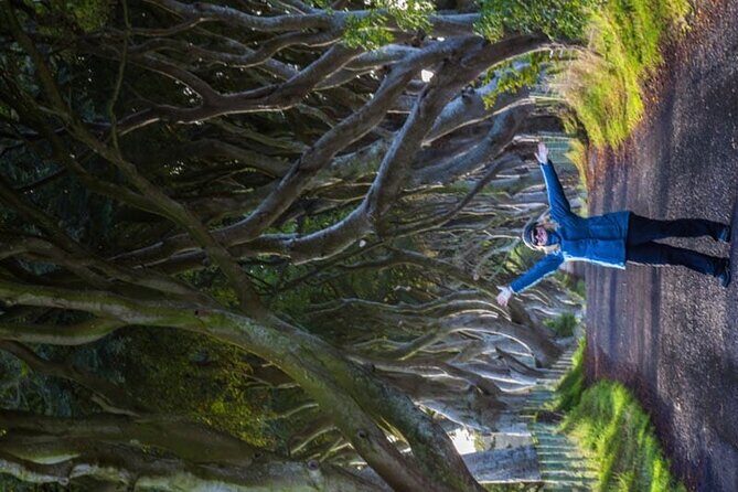 Giants Causeway & Antrim Coast Private Tour - Dark Hedges: the Game of Thrones Kings Road-style tree tunnel