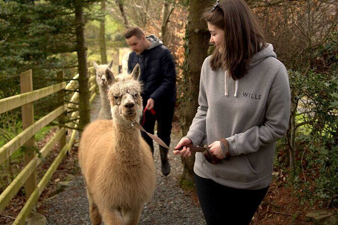 Guided Scenic Alpaca Trekking Experience Northern Ireland - Ranger Welcome and the Safety Briefing That Makes It Go Smooth