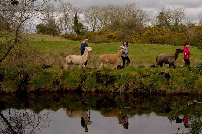 Guided Scenic Alpaca Trekking Experience Northern Ireland - The Trek Itself: A 30–40 Minute Walk With Nine Bridges