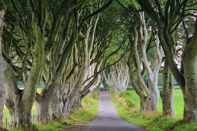 Private Giants Causeway Express Tour - Dark Hedges: a beech-tree avenue with TV-movie DNA