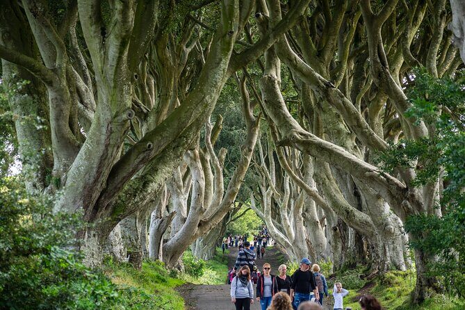 Private Giants Causeway Tour From Belfast - Antrim Coast Road: Game of Thrones farmland and cliffside viewpoints